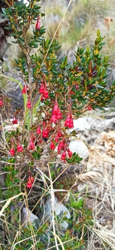 Brachyotum jamesonii, photographed by Diego Inclan