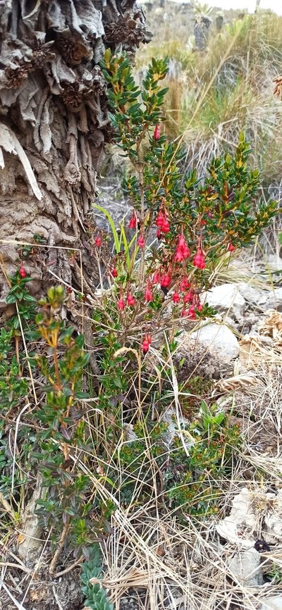 Brachyotum jamesonii, photographed by Diego Inclan