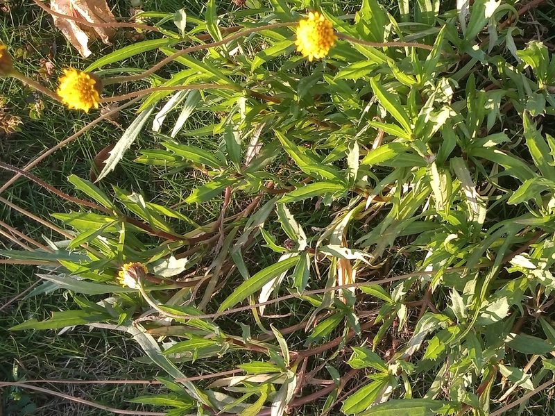 Tridax coronopifolia, photographed by Rodolfo Salinas Villarreal