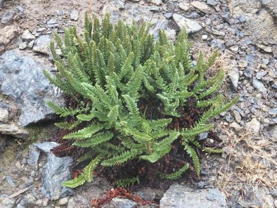Polystichum lemmonii, photographed by dougbrown