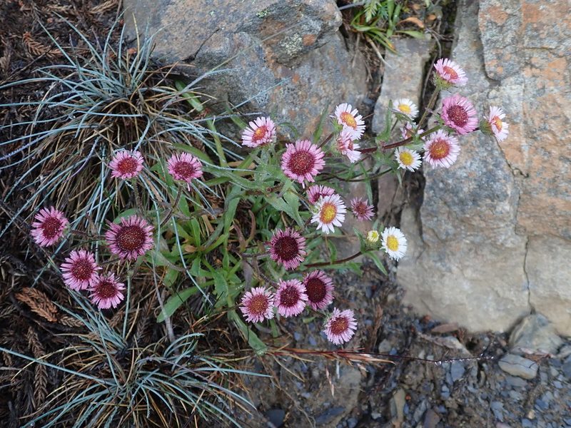 Erigeron morrisonensis, photographed by Yu-Huang Wang