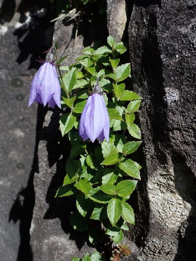 Adenophora morrisonensis, photographed by Yu-Huang Wang