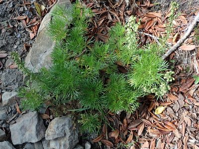 Artemisia morrisonensis, photographed by Yu-Huang Wang