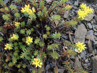 Sedum morrisonense, photographed by Yu-Huang Wang
