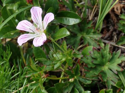 Geranium hayatanum, photographed by Yu-Huang Wang