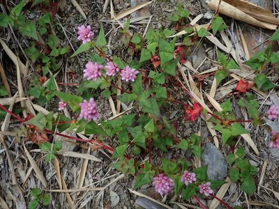 Polygonum runcinatum, photographed by Yu-Huang Wang