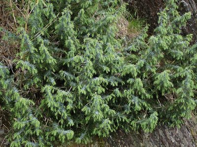 Juniperus formosana, photographed by Yu-Huang Wang