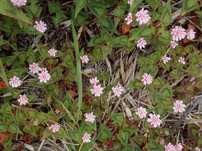 Polygonum runcinatum, photographed by Yu-Huang Wang