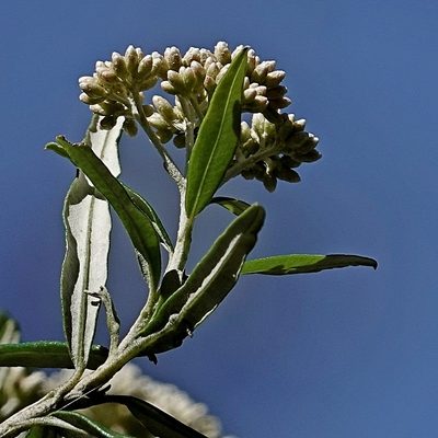 Ozothamnus argophyllus, photographed by Max Campbell