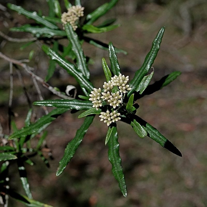 Ozothamnus argophyllus, photographed by Max Campbell