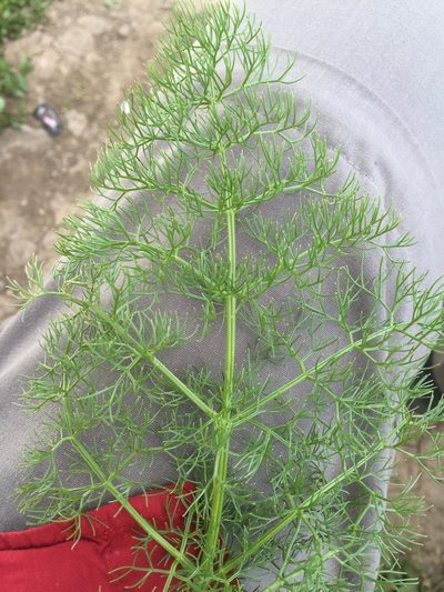 Prangos ferulacea, photographed by Andre Hosper