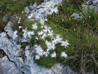 Dianthus spiculifolius, photographed by xulescu_g