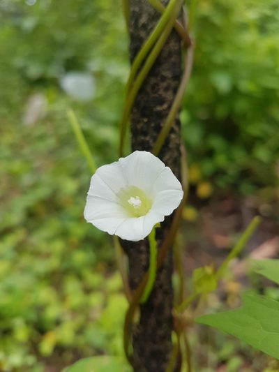 Calystegia marginata, photographed by Vale Jenny Conolly