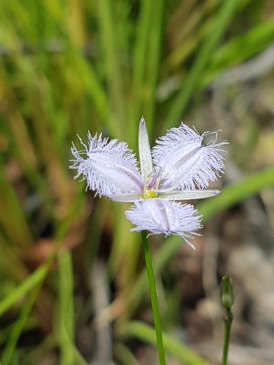 Thysanotus juncifolius, photographed by Vale Jenny Conolly