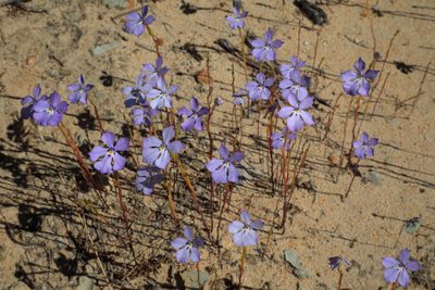 Isotoma hypocrateriformis, photographed by tobyyy