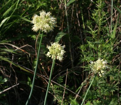 Allium condensatum, photographed by Oleg Kosterin