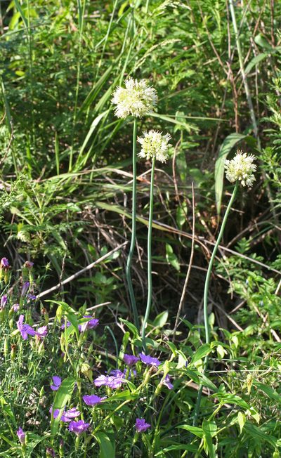 Allium condensatum, photographed by Oleg Kosterin