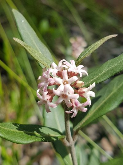Leichhardtia suaveolens, photographed by Vale Jenny Conolly