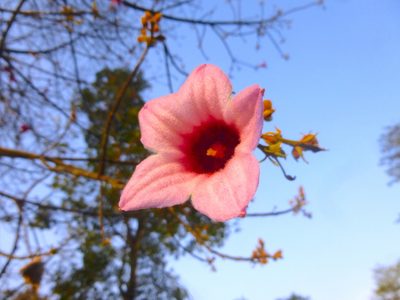 Brachychiton discolor, photographed by Kiri Bee