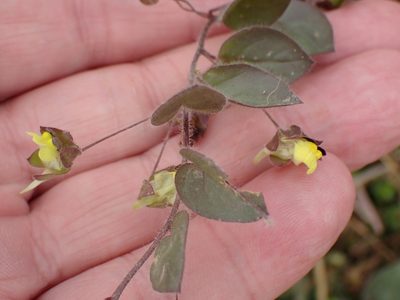Kickxia spuria, photographed by Robert H. Wardell