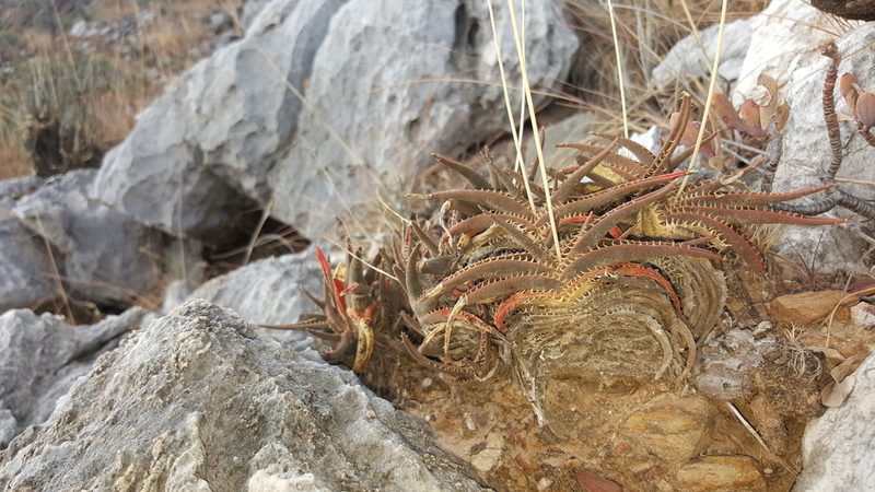 Aloe calcairophila, photographed by Romer N. Rabarijaona