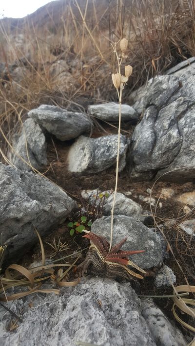 Aloe calcairophila, photographed by Romer N. Rabarijaona