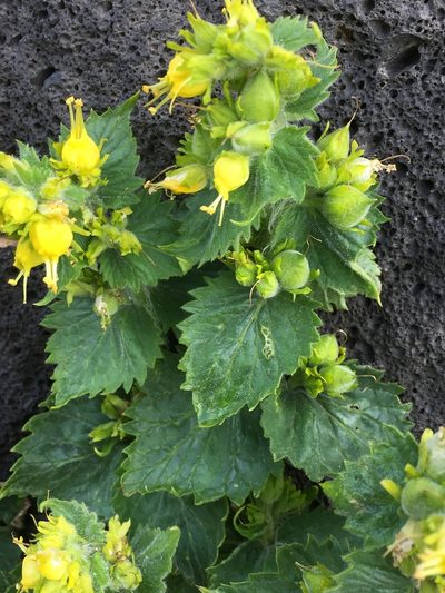 Scrophularia chrysantha, photographed by Andre Hosper