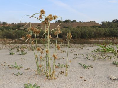 Cyperus glomeratus, photographed by Юрий Данилевский (Yuriy Danilevsky)