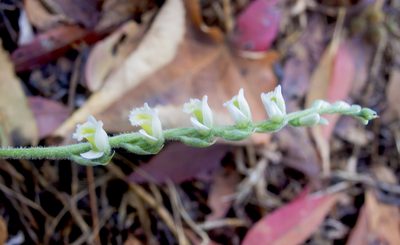 Spiranthes spiralis, photographed by katunchik