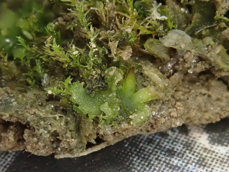 Notothylas orbicularis, photographed by Christian Berg