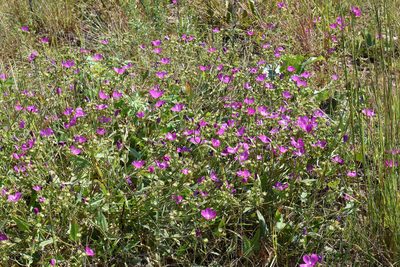 Callirhoe triangulata, photographed by davecz2
