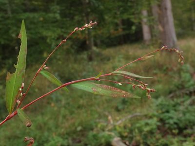 Persicaria mitis, photographed by Christian Berg