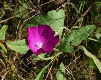Callirhoe triangulata, photographed by davecz2
