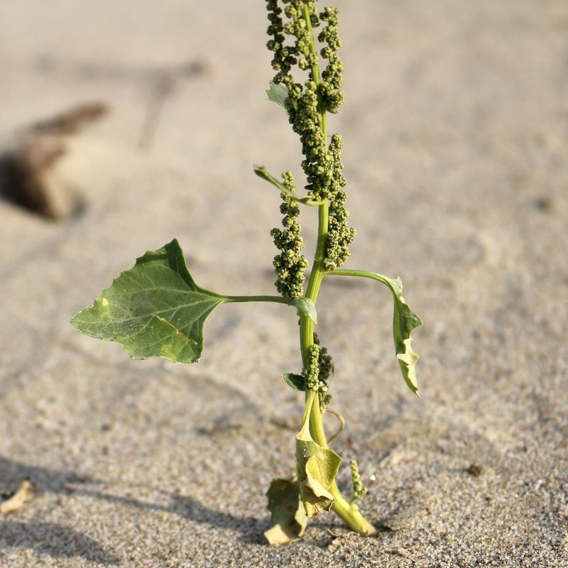 Oxybasis urbica, photographed by Юрий Данилевский (Yuriy Danilevsky)