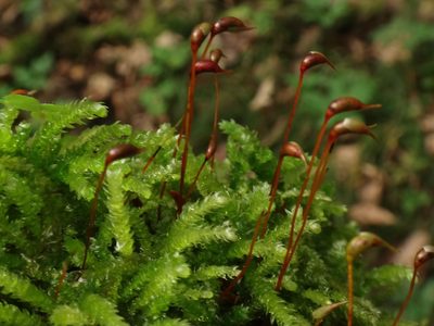 Eurhynchium angustirete, photographed by Christian Berg