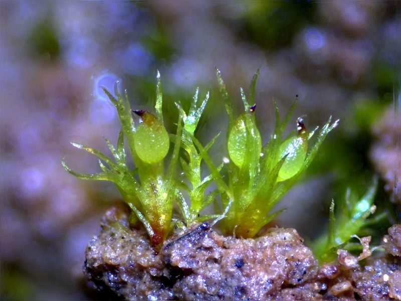 Pleuridium nitidum, photographed by Christian Berg