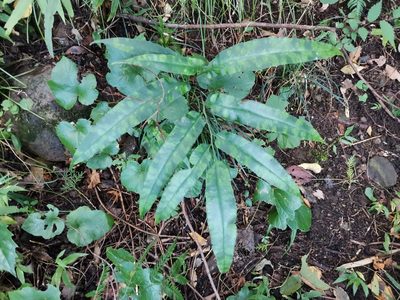 Coniogramme japonica, photographed by harum.koh
