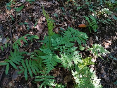 Sceptridium japonicum, photographed by harum.koh
