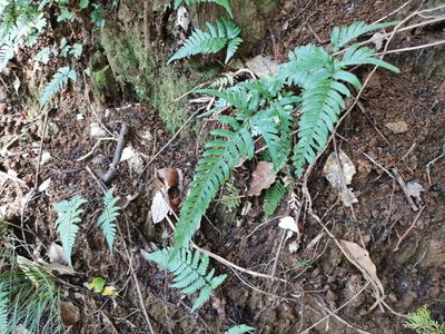 Pteris dispar, photographed by harum.koh