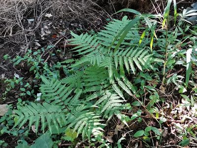 Pteris wallichiana, photographed by harum.koh
