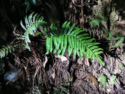 Plagiogyria japonica, photographed by harum.koh