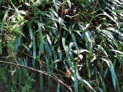 Deparia lancea, photographed by harum.koh