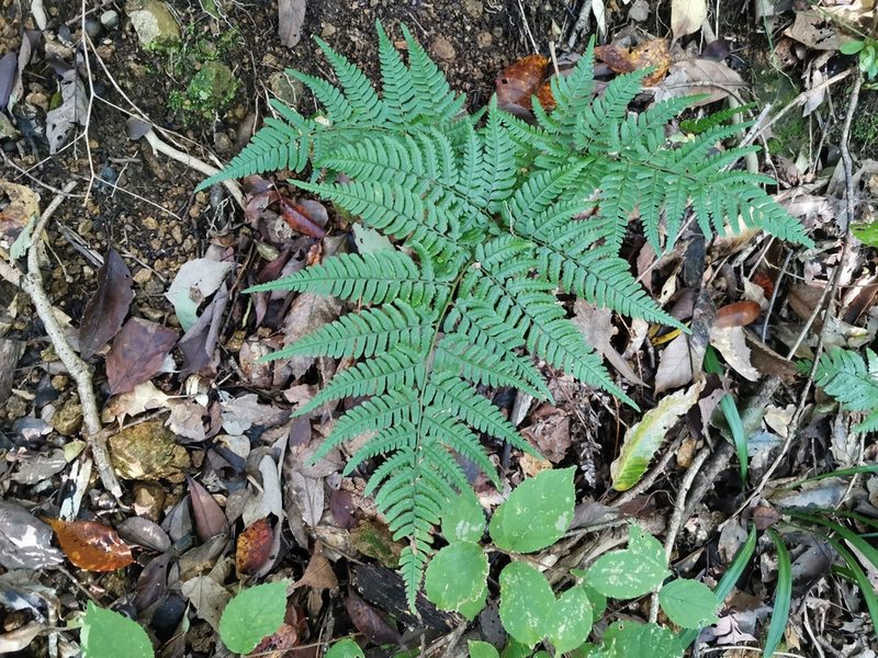 Tectaria stearnsii, photographed by harum.koh