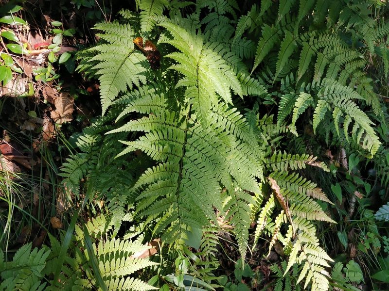 Dryopteris hondoensis, photographed by harum.koh
