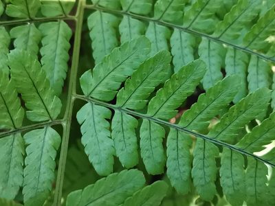 Dryopteris hondoensis, photographed by harum.koh
