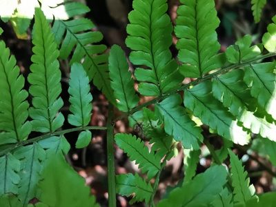 Dryopteris hondoensis, photographed by harum.koh