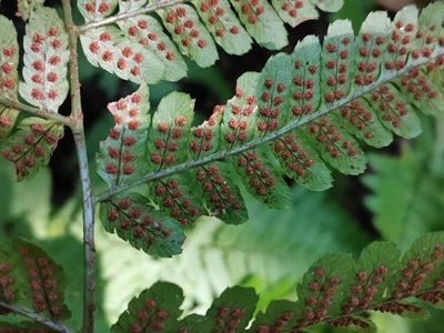 Dryopteris hondoensis, photographed by harum.koh