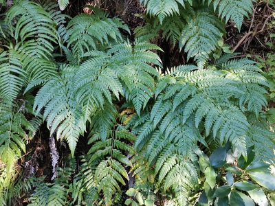 Woodwardia orientalis, photographed by harum.koh