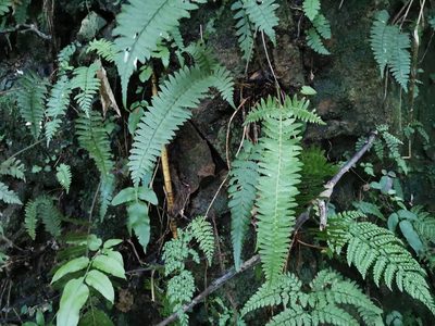 Polystichum tripteron, photographed by harum.koh