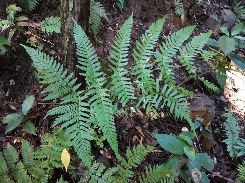 Dryopteris nipponensis, photographed by harum.koh